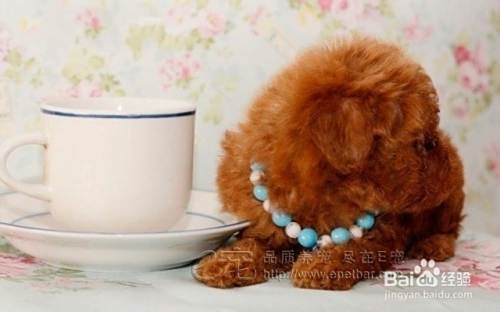 泰迪犬价格？