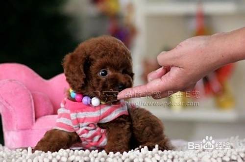 泰迪犬怎么养呢？