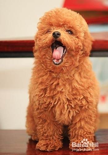 泰迪犬怎么养