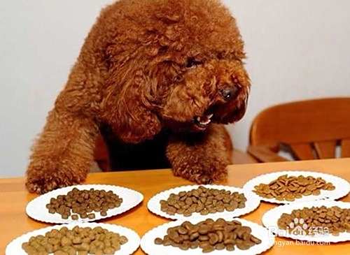 泰迪犬的饲养方法?