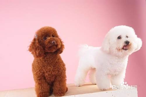 泰迪犬和比熊犬的区别