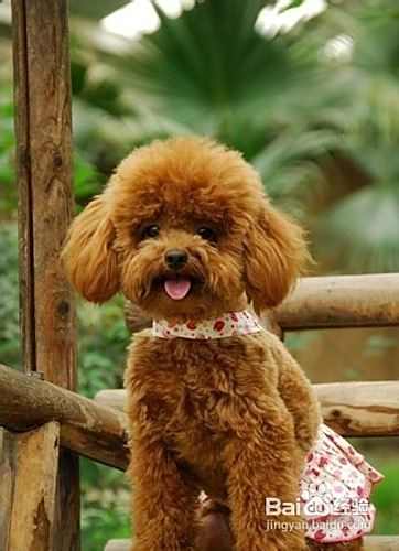 泰迪犬好养吗