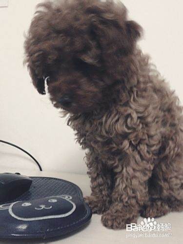 泰迪犬不吃饭怎么办呢