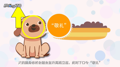 怎样训练泰迪犬