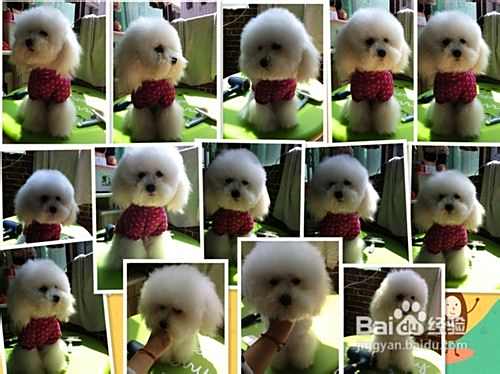 怎样利用防御反射进行泰迪犬训练