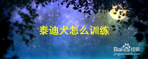 泰迪犬怎么训练