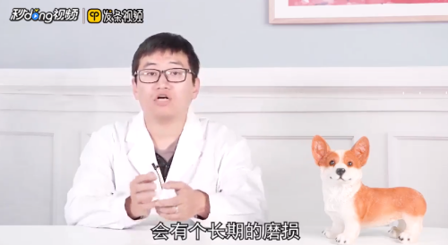 泰迪犬为什么爱呕吐