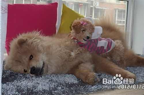 问泰迪犬是不是应该吃补品和营养品