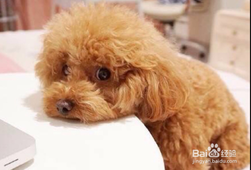 泰迪犬的毛发护理方法有哪些？