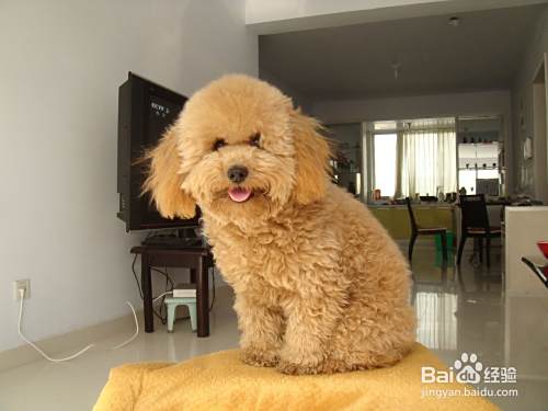泰迪犬怎么训练大小便