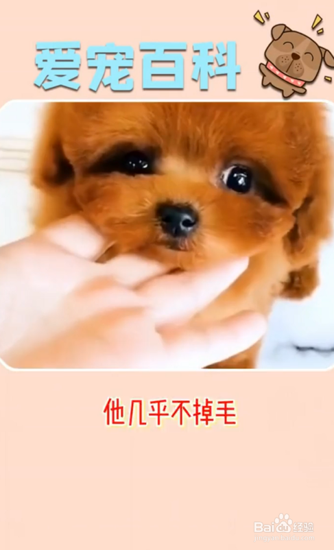 泰迪犬有哪些特点？