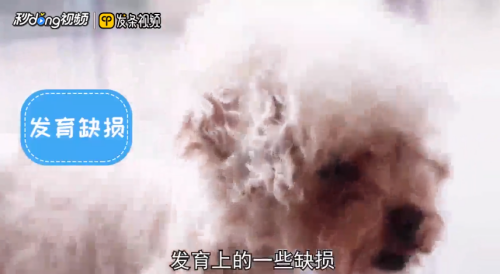 泰迪犬为什么爱呕吐