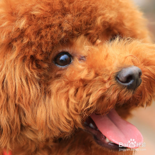泰迪犬怎么把毛色如何变亮？