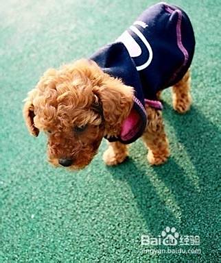 泰迪犬的饮食注意