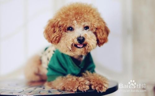 泰迪犬怀孕有什么症状