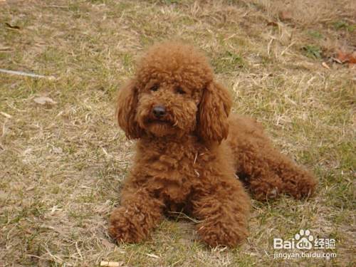 泰迪犬怎么训练大小便