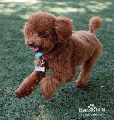 泰迪犬怎么养才听话