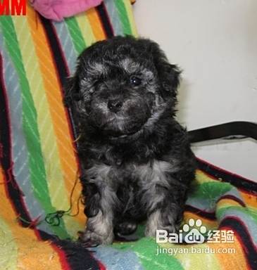 注意电线对泰迪犬产生的四种危险