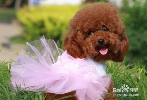 泰迪犬的毛发护理方法有哪些？