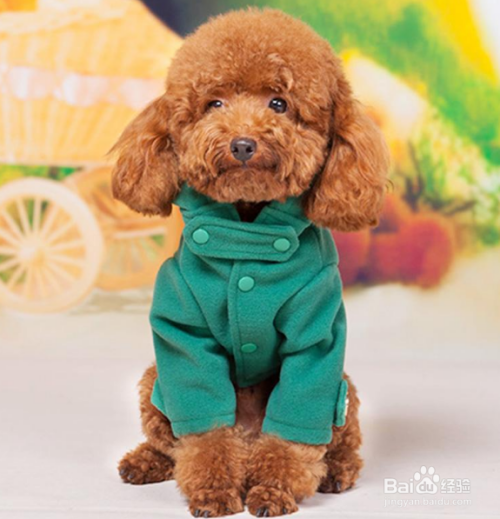 怎样养好泰迪犬