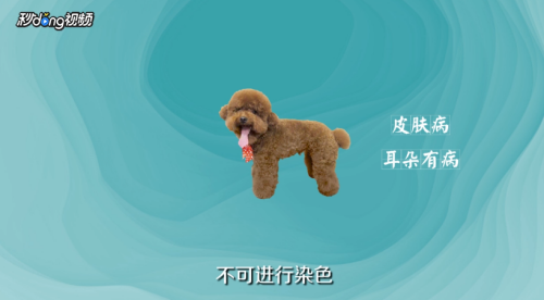 泰迪犬怎么美容