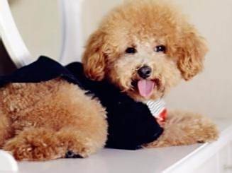 泰迪犬怎样训练坐下
