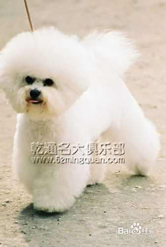 泰迪犬价格泰迪犬多少钱