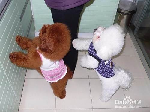 泰迪犬和比熊犬的区别
