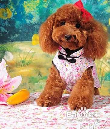 泰迪犬多少钱