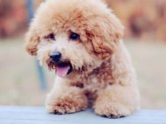 泰迪犬怎样训练坐下