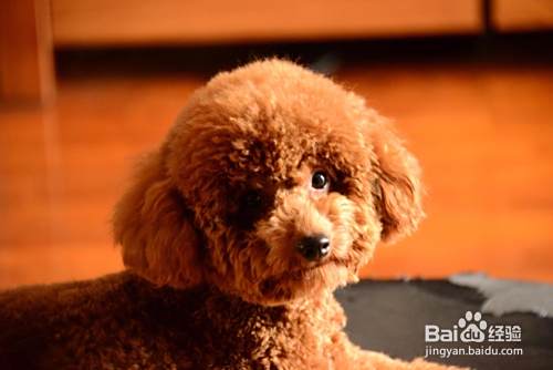 泰迪犬怎么训练大小便