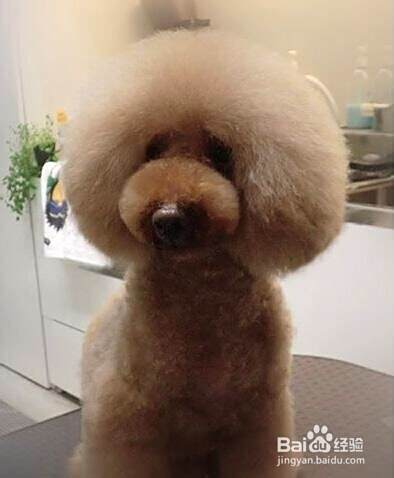 如何挑选漂亮的泰迪犬
