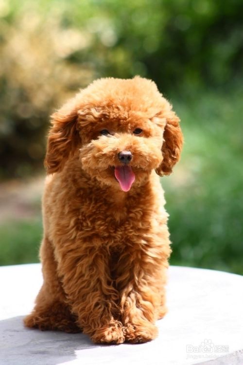 泰迪犬怎么喂养