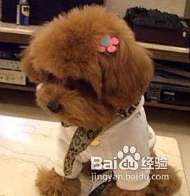泰迪犬假怀孕的治疗与预防