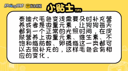 泰迪犬毛色变浅怎么办