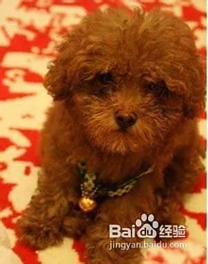 只用五个小窍门教出乖乖泰迪犬