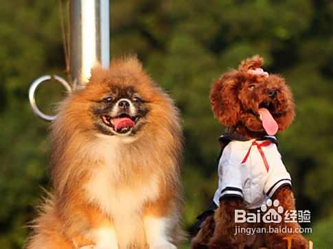 泰迪犬多少钱