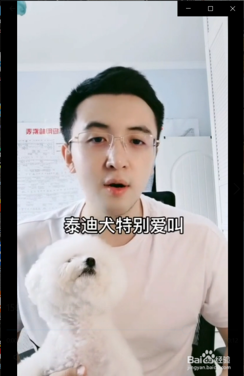 泰迪犬有什么优点和缺点