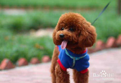 养泰迪犬有什么好处?