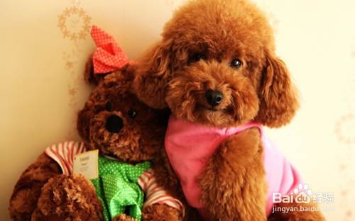 泰迪犬怀孕有什么症状