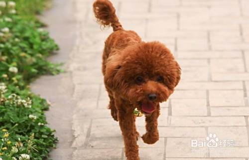 如何判断泰迪犬抑郁了