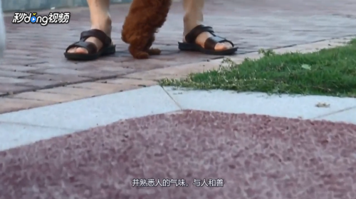 泰迪犬有哪些特点