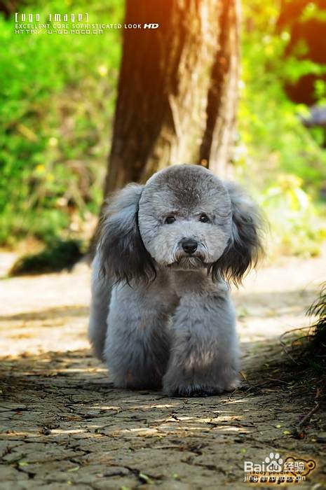 怎样给泰迪犬美容
