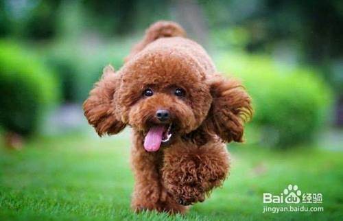 养泰迪犬的注意事项
