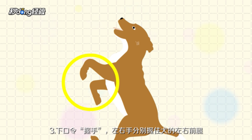 怎样训练泰迪犬