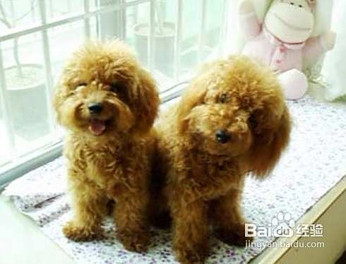 怎样照顾好老年泰迪犬