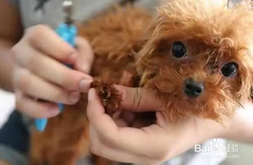 泰迪犬要如何饲养？