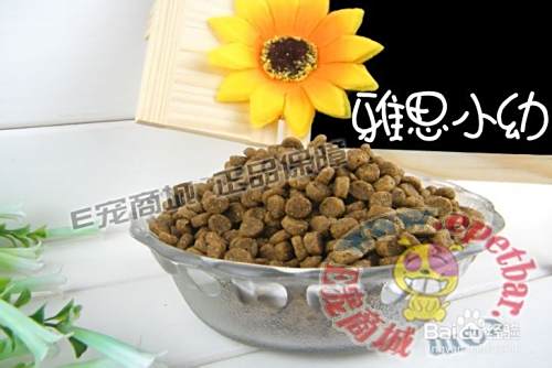 泰迪犬怎么养呢？