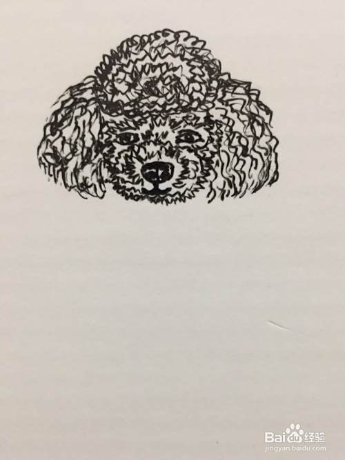 插画教程之打瞌睡的泰迪犬