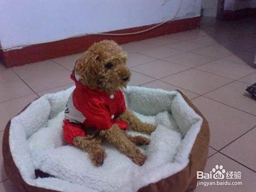 泰迪狗如何喂养 泰迪犬怎么喂养